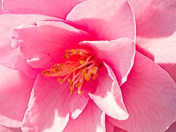 Japanse rose bloem van Ineke Huizing