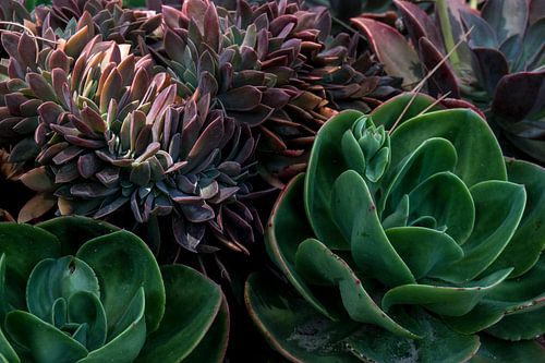 Succulents