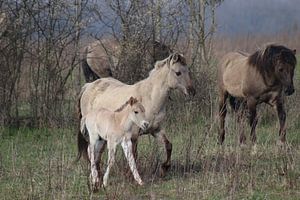 Konik Pferd mit Fohlen von John Kerkhofs
