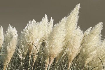 Pampas gras. van Alie Ekkelenkamp