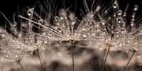 Panorama of a piece of dandelion with drops