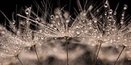 Panorama of a piece of dandelion with drops by Marjolijn van den Berg