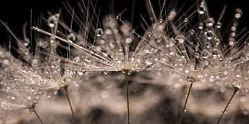 Panorama of a piece of dandelion with drops