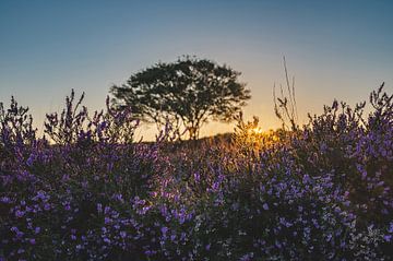 De Westerheide in bloei tijdens zonsondergang van Danielle Bosschaart