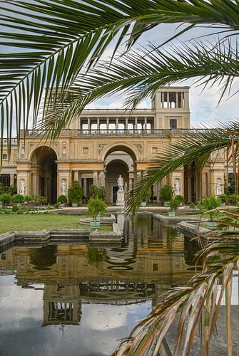 Palmiers à Potsdam