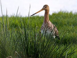 Grutto van Loek Lobel