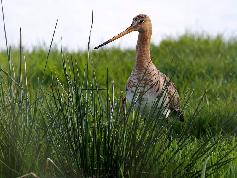 Black-tailed godwit by Loek Lobel