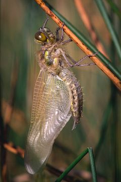 Libelle beim Aufwärmen - Vierfleck