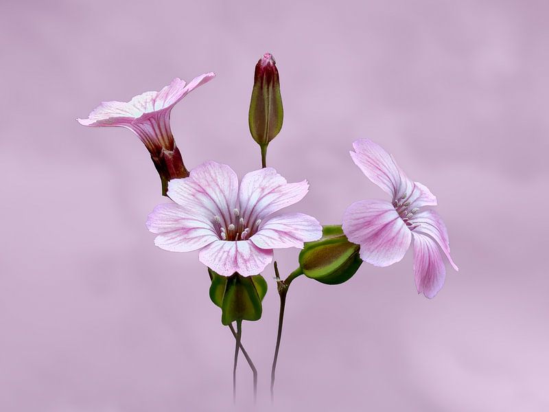 Pretty pink flower on a pink background (photo version) by Gianni Argese