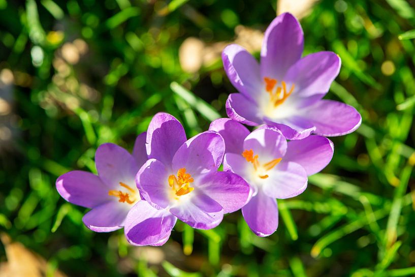crocus par Jan Fritz