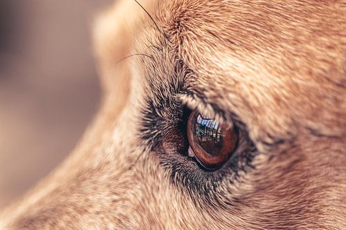 A dog's view