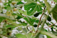 Figues