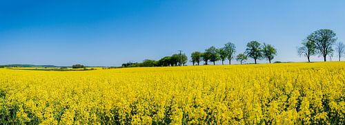 Koolzaadveld bij Vilmnitz, Inssel Rügen