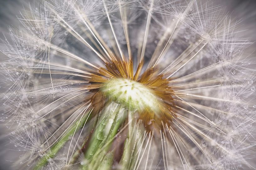 still life by Dries van Assen