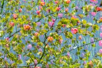 Tulpen met boom