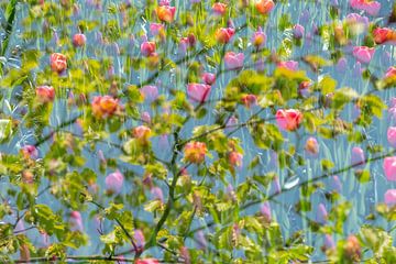 Tulpen met boom van Lucia Kerstens