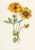 Frederick Edward Hulme - Coreopsis