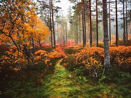 Norwegian forest trail by Digital Picture Bakery