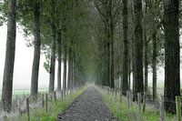 The Border