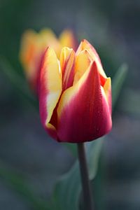 Rood gele tulp in close up van John Leeninga