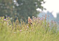 torenvalk tussen het groen