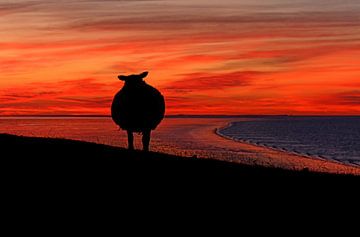 Schaap aan het wad van Ruurd Jelle Van der leij