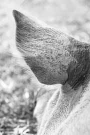 Sleeping pig by Petra ter Veer