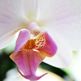 Roze orchidee van Madelon Thijs