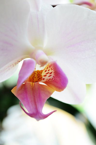 Roze orchidee van Madelon Thijs