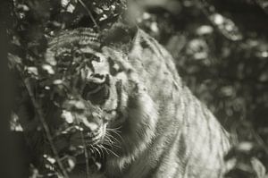 tijger