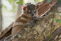 Der sportliche Lemur.