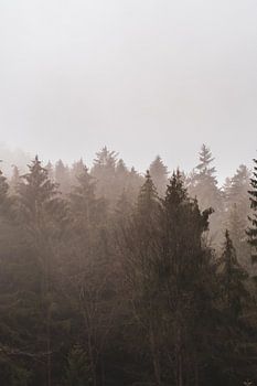 Fog over the Palatinate Forest