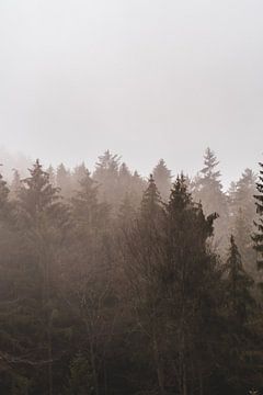 Fog over the Palatinate Forest