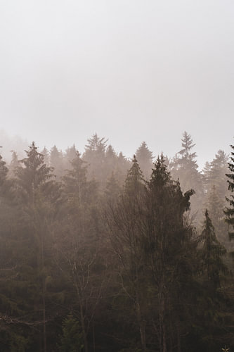 Nebel über dem Pfälzerwald