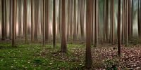 Droom bos