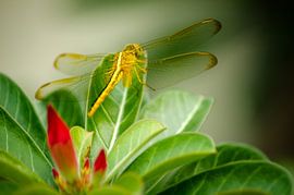 Libellen von Olivier Van Acker