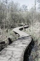 Wooden walkway through nature reserve | Netherlands