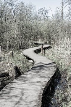 Wooden walkway through nature reserve | Netherlands by Photolovers reisfotografie