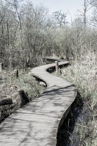 Wandelpad van houten vlonders door natuurgebied | Nederland