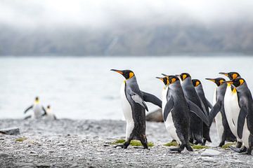 Koningspinguïns op South Georgia