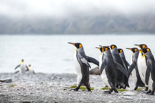 Koningspinguïns op South Georgia