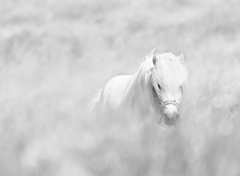 White horse by Oles Paritskiy