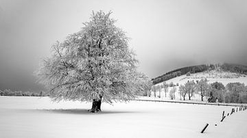 Suikerboom in de besneeuwde Rhön van Flatfield