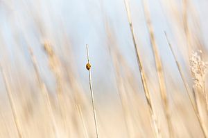 Lieveheersbeestje van Scholtes Fotografie