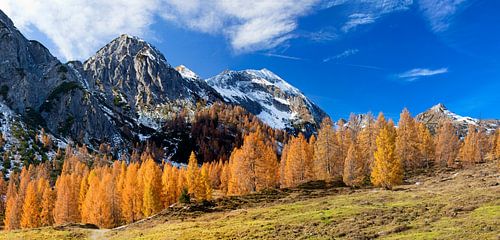 Une forêt de mélèzes sur le Tauernkarleiten