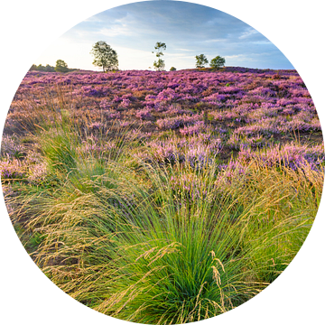Zonsopgang over bloeiende heide op de Veluwe in de zomer