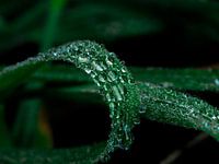 Regendruppels op blad