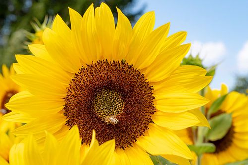 Faire entrer le soleil dans la maison