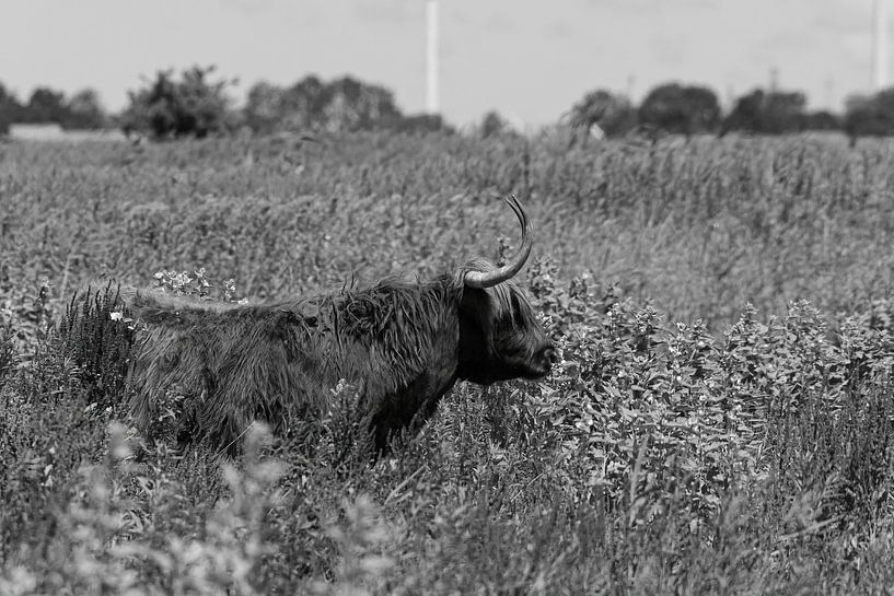 Schottischer Hochlandbewohner auf Tiengemeten von Merijn Loch