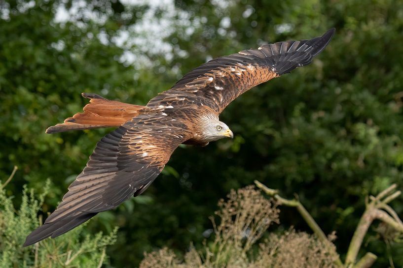 Red Kite in flight by Jan van Vreede
